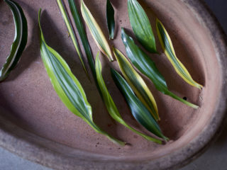 On adopte le Dracaena pour un effet monstre