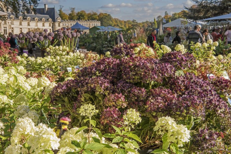 Les plantes des Jardins de Chantilly