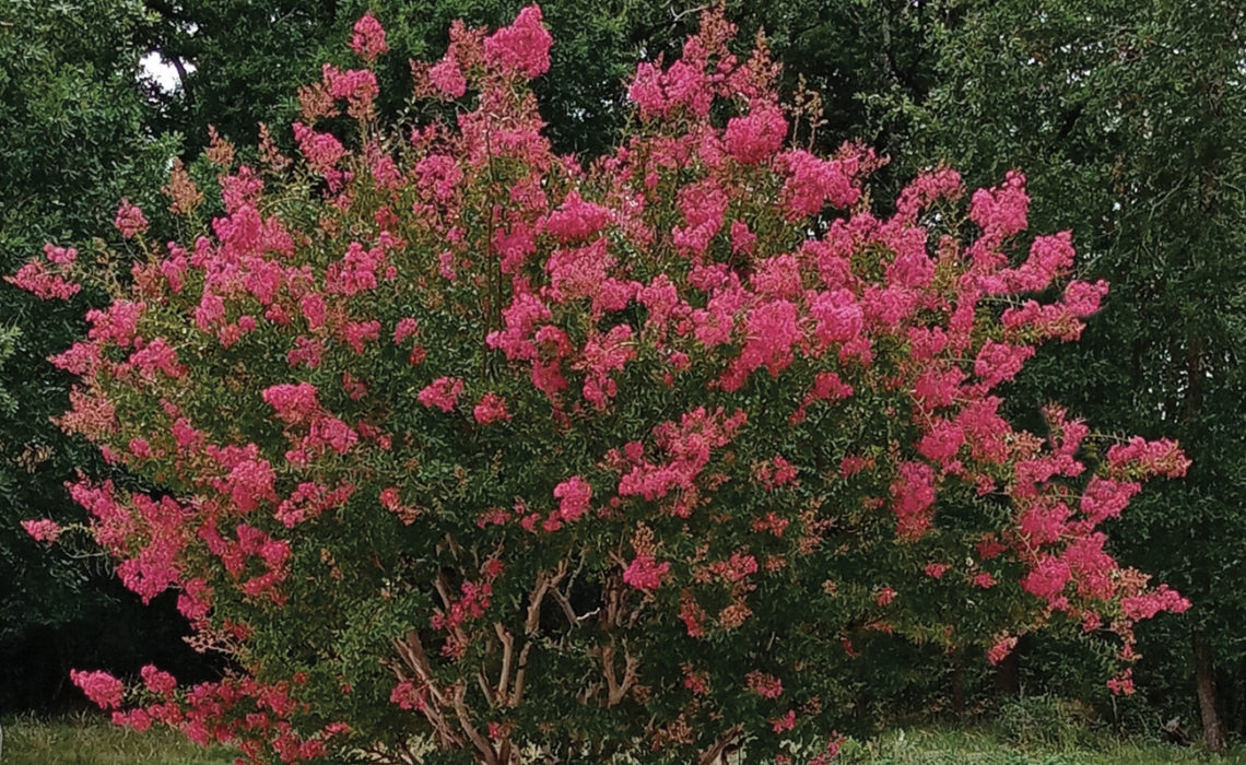 Maison & Jardin Magazine Le cheminard