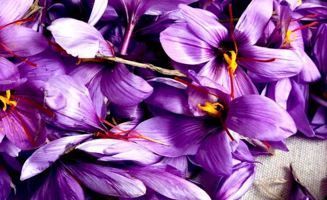 Des fleurs de safran
