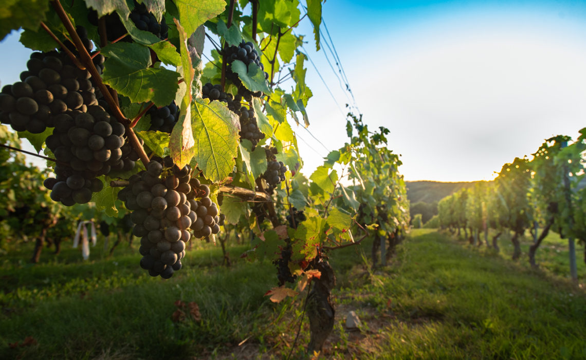 Le vin du Bugey produit par le cellier LINGOT-MARTIN