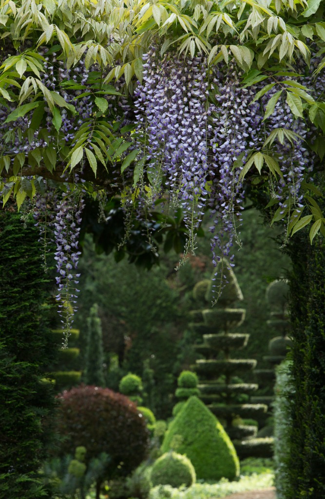 lilas suspendus dans les jardins