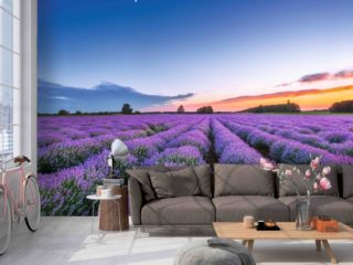 Décoration mural, papier peint champs de fleur coloré