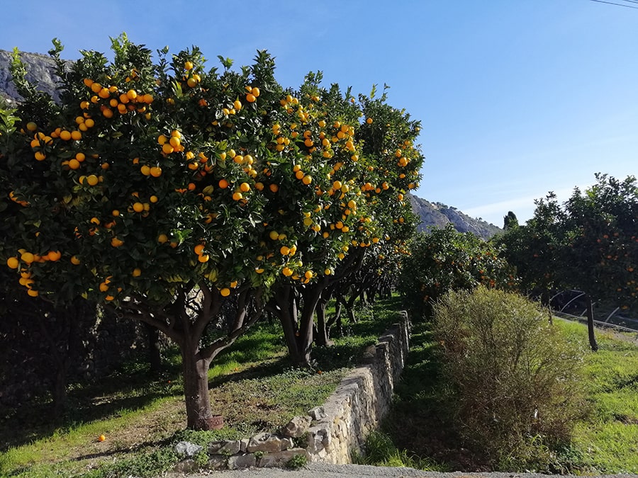 Orangers en Provence