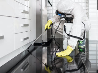 Comment lutter contre les nusibles à la maison