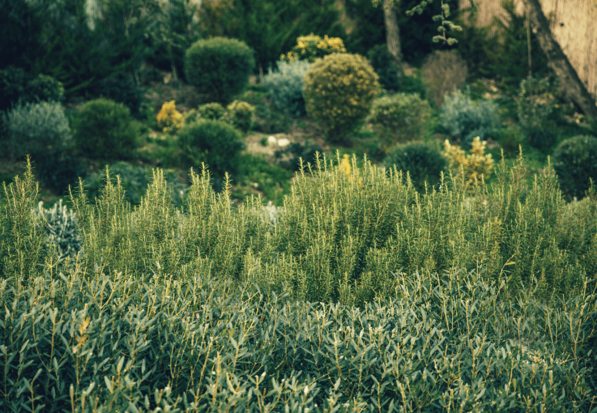 Max Tête : jardinier paysagiste et naturaliste