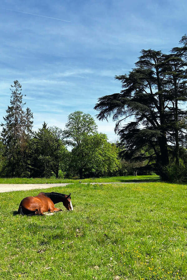 Un château près de Tours à redécouvrir !