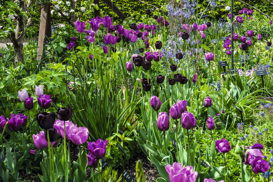 Un jardin des sens au cœur d'Yvoire