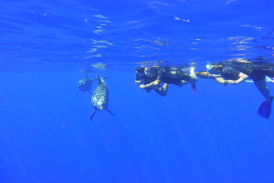 Duocean nage avec les dauphins et les baleines