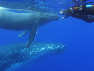 Duocean nage avec les dauphins et les baleines