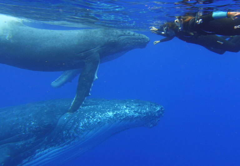 Duocean nage avec les dauphins et les baleines