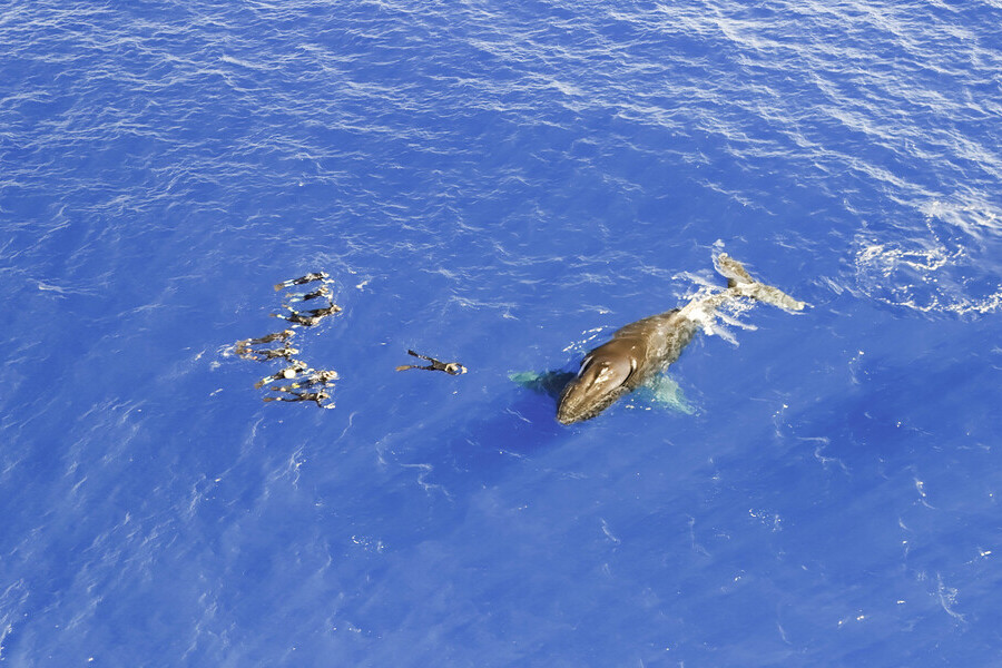 Duocean nage avec les dauphins et les baleines