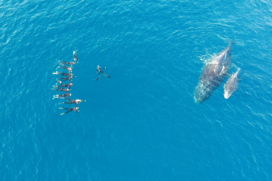 Duocean nage avec les dauphins et les baleines