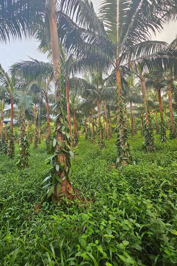 Jardin botanique à La Réunion : éden à découvrir