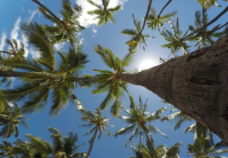 Jardin botanique à La Réunion : éden à découvrir