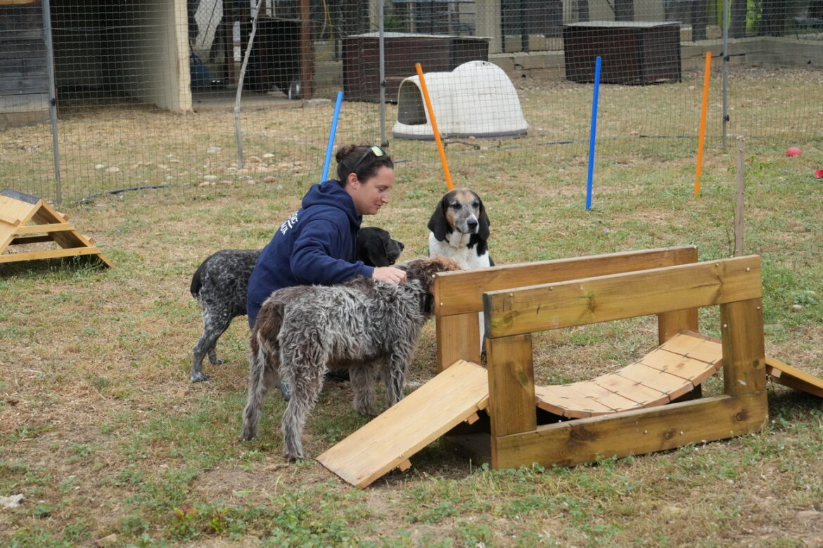 Un combat quotidien pour sauver les animaux face à l’abandon Un combat quotidien pour sauver les animaux maltraités