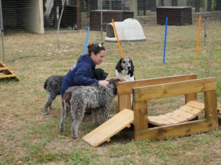 Un combat quotidien pour sauver les animaux maltraités