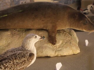 Un centre de soins de la faune sauvage en France