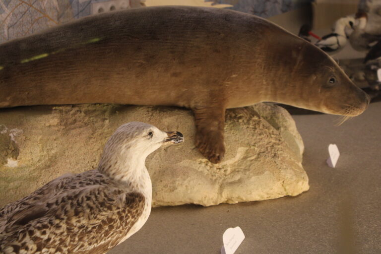 Un centre de soins de la faune sauvage en France