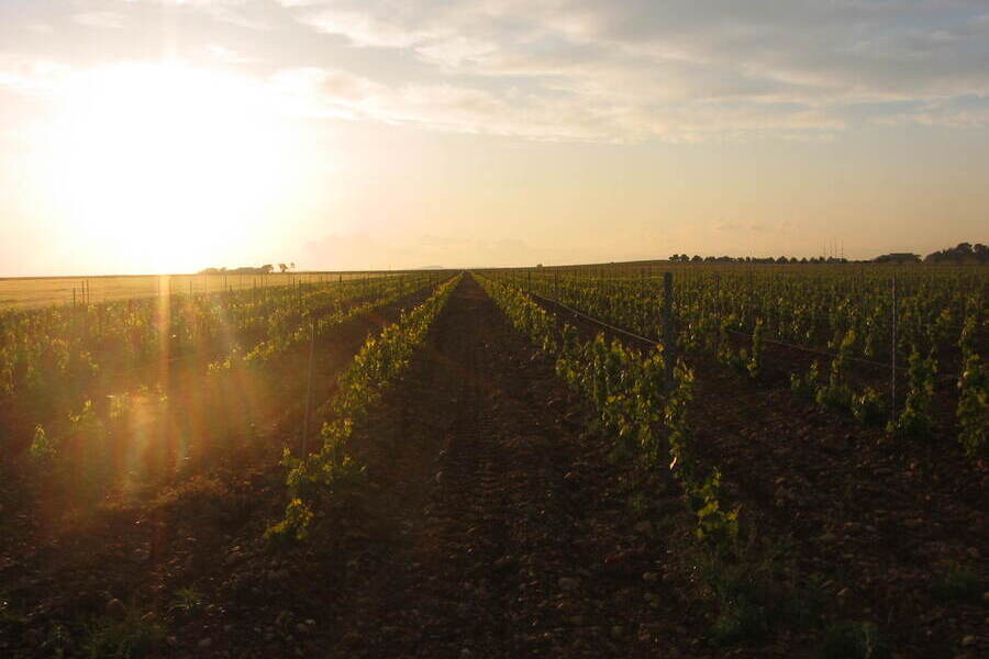 Un domaine viticole qui perpétue l’art de la vigne