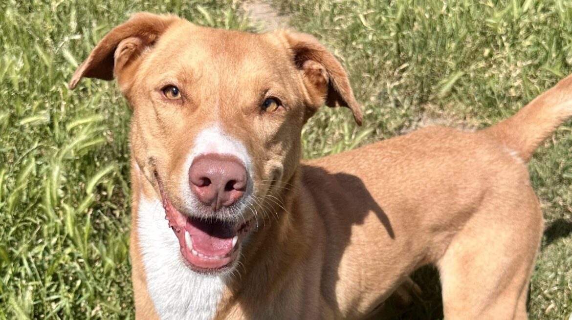 La S.P.A. de Lyon et du Sud-Est au secours des animaux en détresse Une association de protection des animaux en détresse