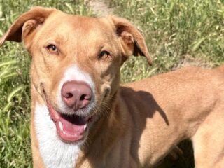 Une association de protection des animaux en détresse