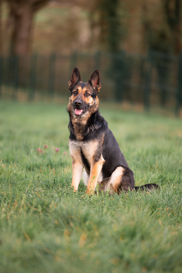 Une association de protection des animaux en détresse