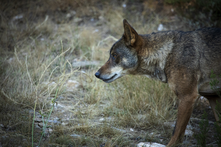 WWF France : association de protection de l'environnement