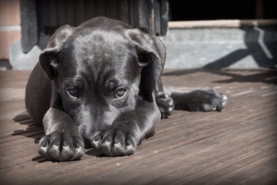 APA : brigade de protection animale en France