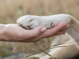 APA : brigade de protection animale en France