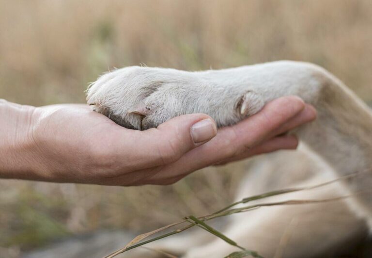 APA : brigade de protection animale en France