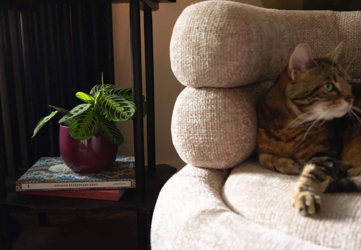 Truffaut fête 200 ans d’innovation et d’amour du jardinage Truffaut célèbre 200 ans de passion pour le jardinage