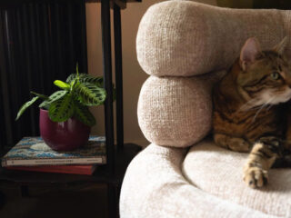 Truffaut célèbre 200 ans de passion pour le jardinage