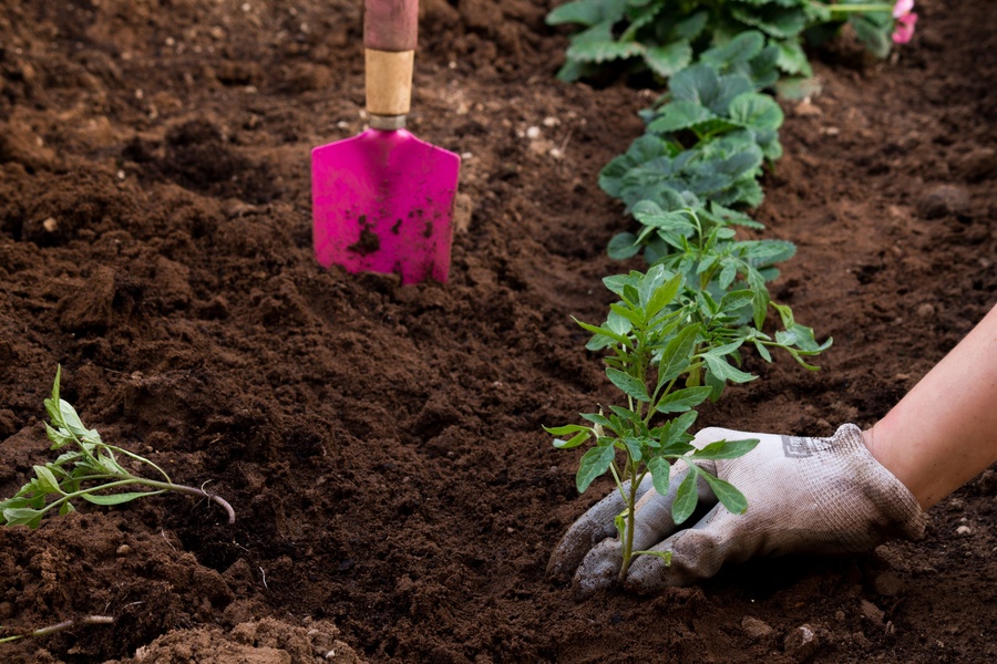 Jardin, planter durable