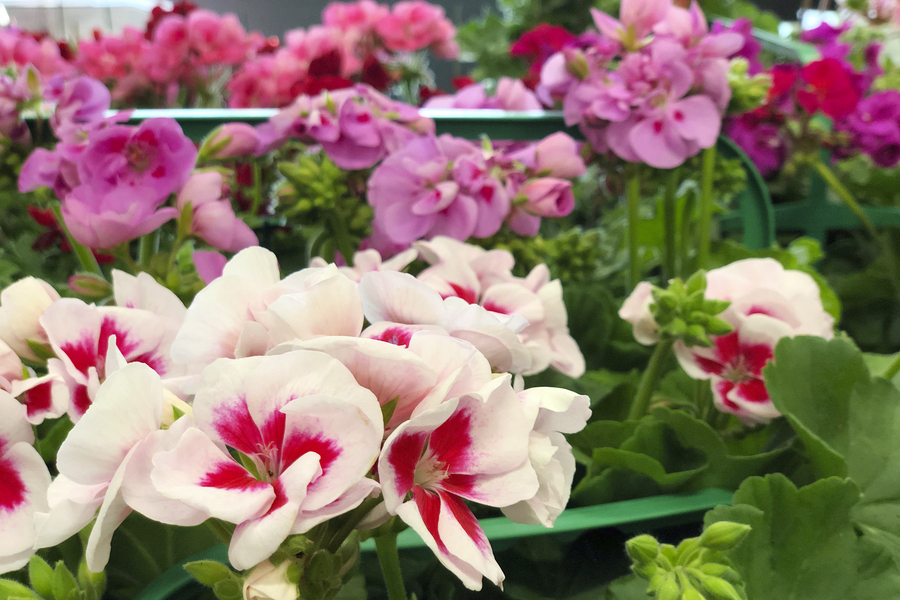 Jardin, planter durable