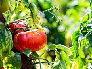 Le festival de la tomate et des saveurs