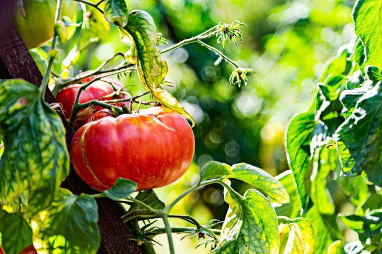 Le festival de la tomate et des saveurs