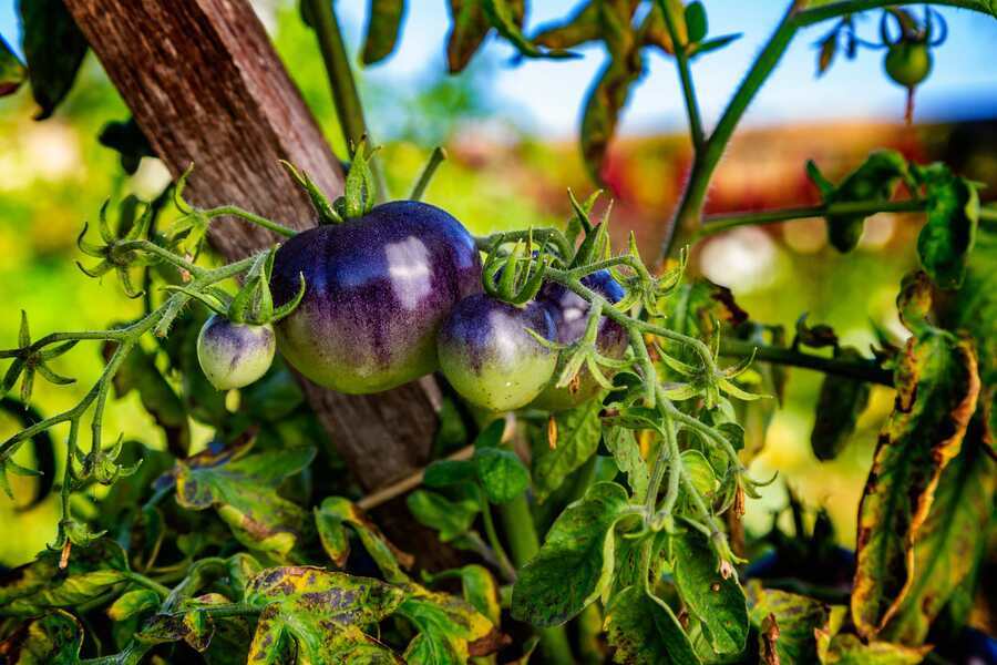 Le festival de la tomate et des saveurs