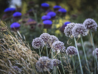 Le Clos des Sens, un jardin en permaculture
