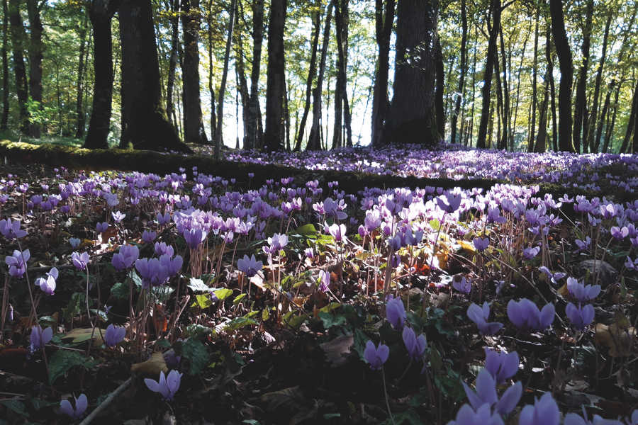 Château de Hautefort : jardins à la française & domaine d’exception