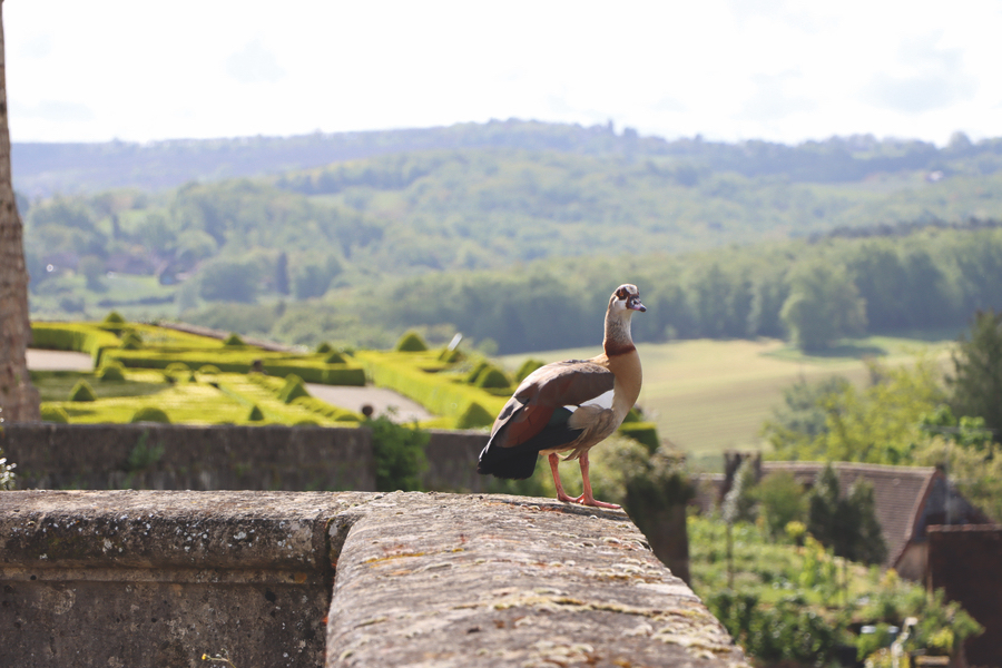 Château de Hautefort : jardins à la française & domaine d’exception
