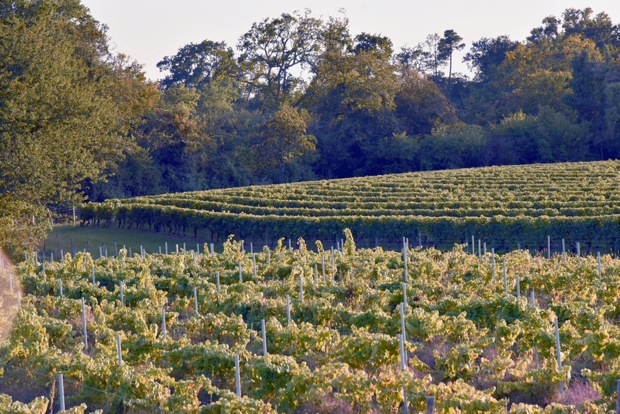 Château de Lacquy : l’excellence de l’Armagnac artisanal récompensée à l’IWSC 2025