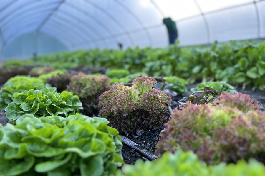 Agrotourisme au Québec, vivez une escapade gourmande