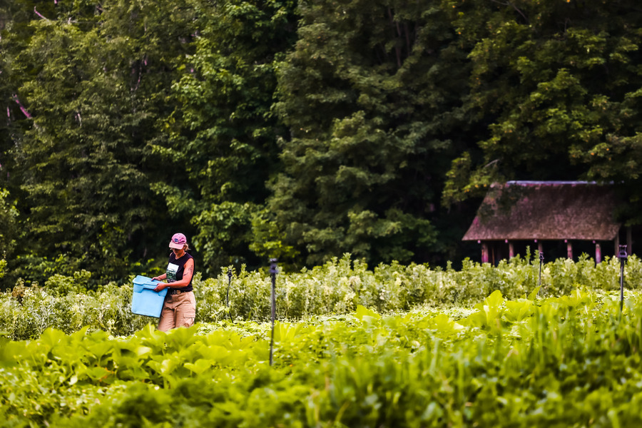 Agrotourisme au Québec, vivez une escapade gourmande