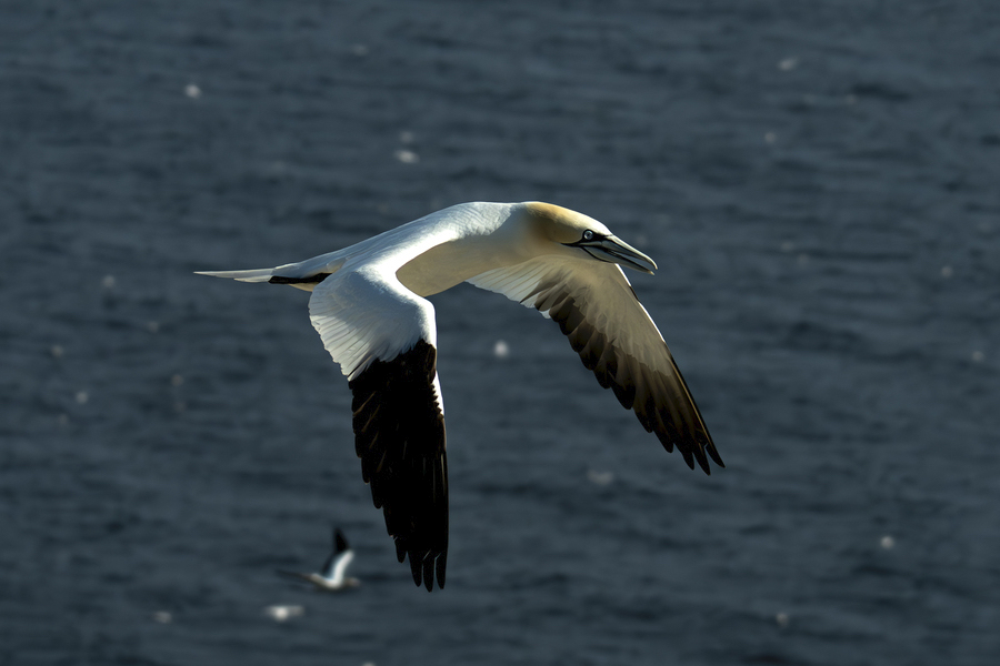 Des chalets scandinaves pour découvrir la Gaspésie