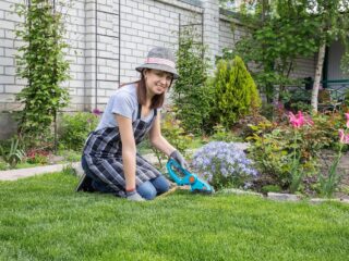 Tailler et entretenir ses arbustes persistants au printemps