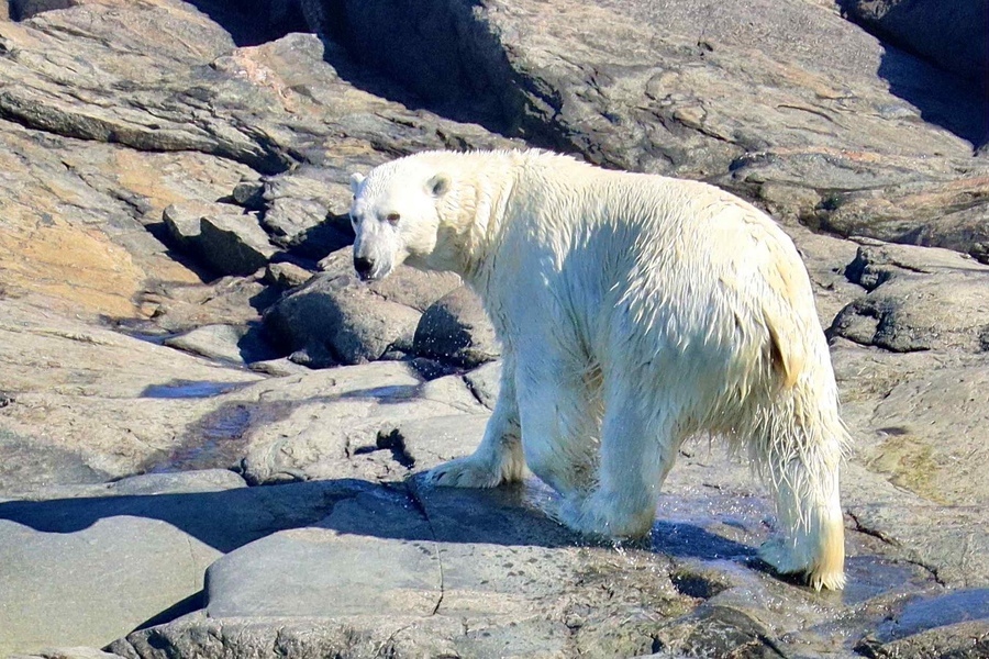 Découvrir le Nunavik, des aventures grand nord