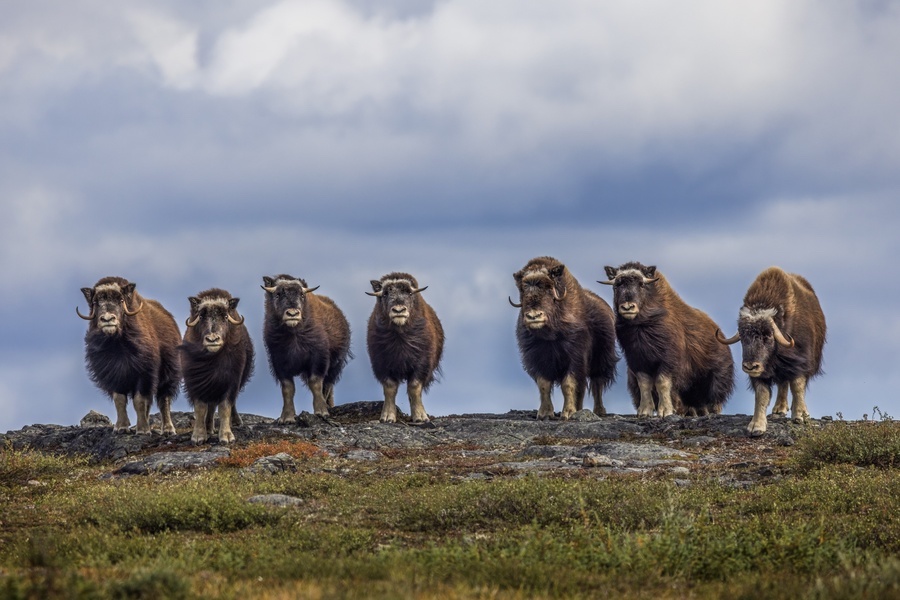 Découvrir le Nunavik, des aventures grand nord