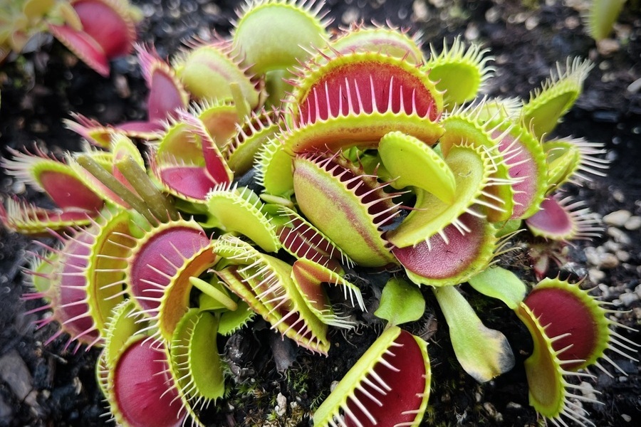 Un jardin botanique au Québec hors du commun