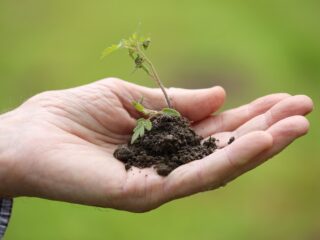 préparer son jardin (et sa tondeuse) pour une première tonte réussie ?